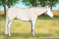 Horse Color:Perlino Roan Splash