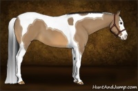 Horse Color:Bay Dun Splash Tobiano