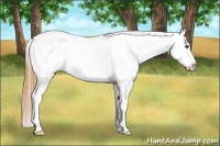 Horse Color:Buckskin Splash Appaloosa Rabicano 