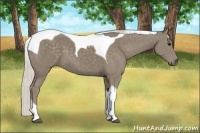 Horse Color:Silver Smoky Black Tobiano 