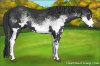 Horse Color:White Spotted Black Frame 