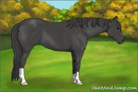 Horse Color:Smoky Black 