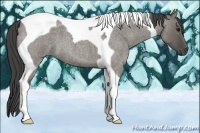 Horse Color:Smoky Grullo Roan Tobiano 