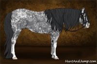 Horse Color:Black Ice Sabino