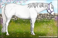 Horse Color:Silver Bay Roan Dun Splash Appaloosa 