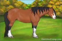 Horse Color:Bay Sabino 