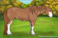 Horse Color:Chestnut Sabino