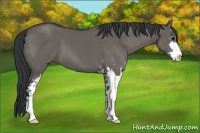 Horse Color:Grullo Sabino