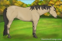 Horse Color:Buckskin 