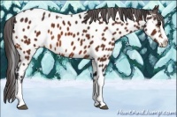 Horse Color:Bay Splash Tobiano Appaloosa
