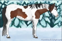 Horse Color:Bay Splash Tobiano Rabicano