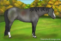 Horse Color:Black Sabino