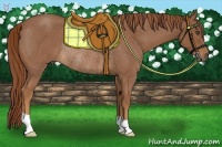 Horse Color:Red Roan Rabicano