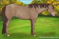 Horse Color:Classic Champagne