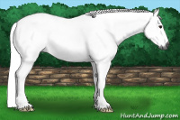 Horse Color:Gray Bay Roan