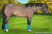 Horse Color:Buckskin Roan 