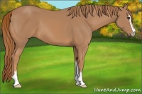 Horse Color:Chestnut Sabino 