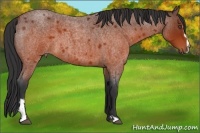 Horse Color:Brown Roan Sabino Frame 