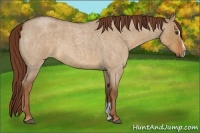 Horse Color:Red Dun Roan Sabino