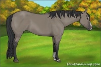 Horse Color:Grullo Sabino 