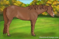 Horse Color:Chestnut Sabino Frame 