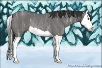Horse Color:Black Ice Splash Rabicano 