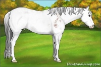 Horse Color:Bay Sabino 