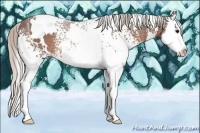 Horse Color:White Spotted Silver Brown Ice Splash Rabicano