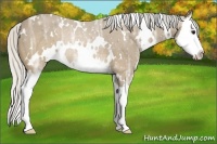 Horse Color:White Spotted Silver Buckskin Ice Splash Rabicano