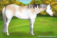 Horse Color:White Spotted Amber Champagne Splash Rabicano 