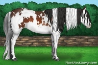 Horse Color:White Spotted Bay Splash