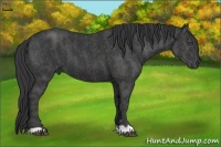 Horse Color:Black  Brindle