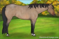 Horse Color:Bay Roan Dun 