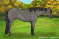 Horse Color:Grullo Roan 