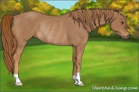 Horse Color:Chestnut Rabicano 