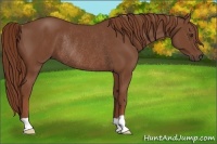 Horse Color:Chestnut Rabicano 