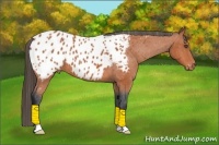 Horse Color:Bay Appaloosa 