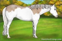 Horse Color:Silver Buckskin Roan Splash 