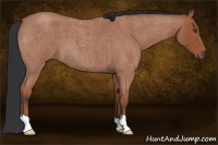 Horse Color:Bay Roan 