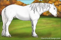 Horse Color:Silver Bay Appaloosa 