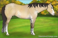 Horse Color:White Spotted Amber Champagne Dun Sabino Splash 