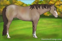 Horse Color:Classic Champagne Sabino