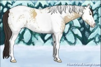 Horse Color:White Spotted Classic Champagne Dun Tobiano 