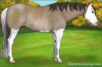 Horse Color:Classic Champagne Splash Rabicano