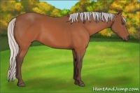 Horse Color:Silver Brown Sabino Frame
