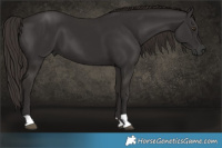 Horse Color:Liver Chestnut 