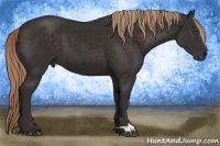 Horse Color:Liver Chestnut Frame 