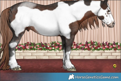Horse Color:Liver Chestnut Frame Rabicano 