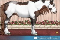Horse Color:Liver Chestnut Frame Rabicano