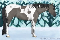 Horse Color:Grullo Roan Tobiano